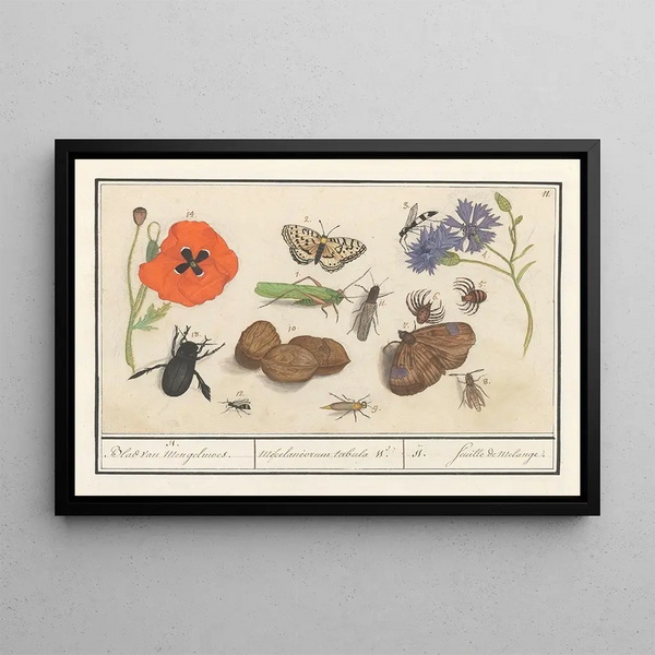 Natural History Set No. 11 11 Mixing Sheet - Anselmus Botius de Boodt — framed artwork on a wall