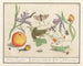 Natural history set No. 12 Mixing sheet - Anselmus Botius de Boodt — artwork view