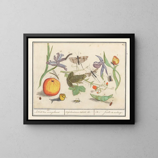 Natural history set No. 12 Mixing sheet - Anselmus Botius de Boodt — framed artwork on a wall