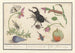 Natural History Set No. 13, Sheet of Mixture - Anselmus Botius de Boodt — artwork view