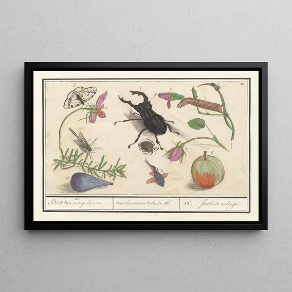 Natural History Set No. 13, Sheet of Mixture - Anselmus Botius de Boodt — framed artwork on a wall
