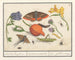 Natural history set no. 14 mixing sheet - Anselmus Botius de Boodt — artwork view