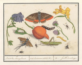 Natural history set no. 14 mixing sheet - Anselmus Botius de Boodt — artwork view