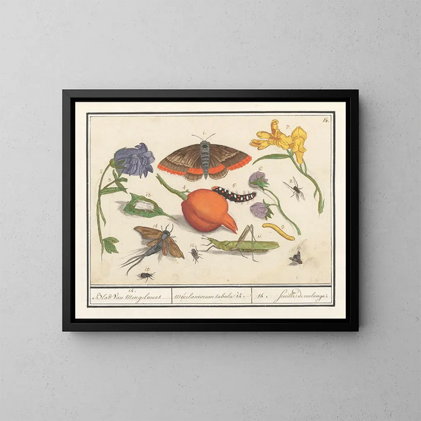 Natural history set no. 14 mixing sheet - Anselmus Botius de Boodt — framed artwork on a wall