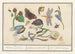 Natural History Set No. 15, 15 Mixing Sheets - Anselmus Botius de Boodt — artwork view