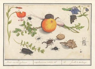 Natural History Set No. 16 Mixing Sheet - Anselmus Botius de Boodt — artwork view