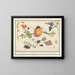 Natural History Set No. 16 Mixing Sheet - Anselmus Botius de Boodt — framed artwork on a wall