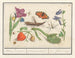 Ensemble of natural sciences no 17 Mixing sheet - Anselmus Botius de Boodt — artwork view