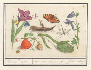 Ensemble of natural sciences no 17 Mixing sheet - Anselmus Botius de Boodt — artwork view