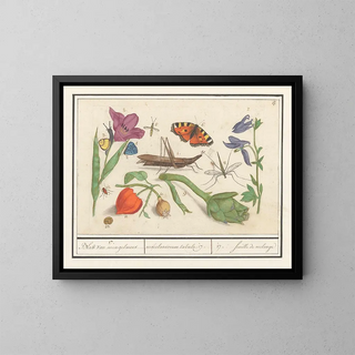 Ensemble of natural sciences no 17 Mixing sheet - Anselmus Botius de Boodt — framed artwork on a wall
