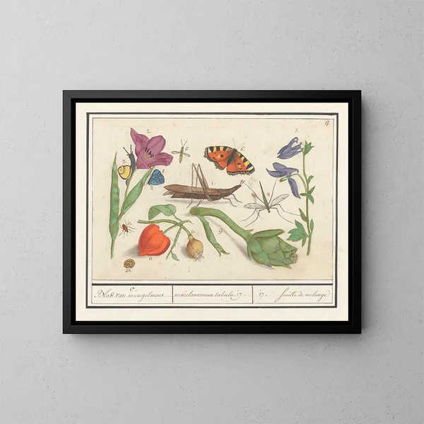 Ensemble of natural sciences no 17 Mixing sheet - Anselmus Botius de Boodt — framed artwork on a wall