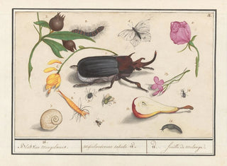 Ensemble naturaliste n° 18 - Anselmus Botius de Boodt — artwork view