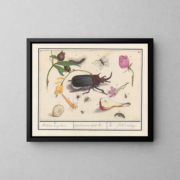 Ensemble naturaliste n° 18 - Anselmus Botius de Boodt — framed artwork on a wall