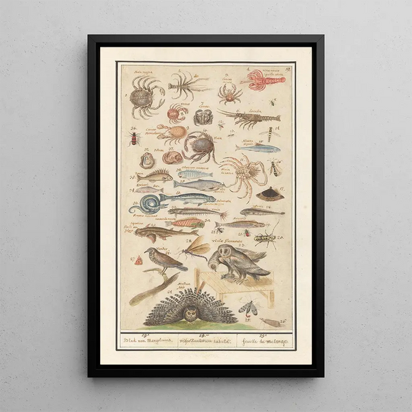Ensemble naturaliste n° 19 - Anselmus Botius de Boodt — framed artwork on a wall