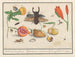 Natural History Set No. 1, First Sheet of Mixtures - Anselmus Botius de Boodt — artwork view