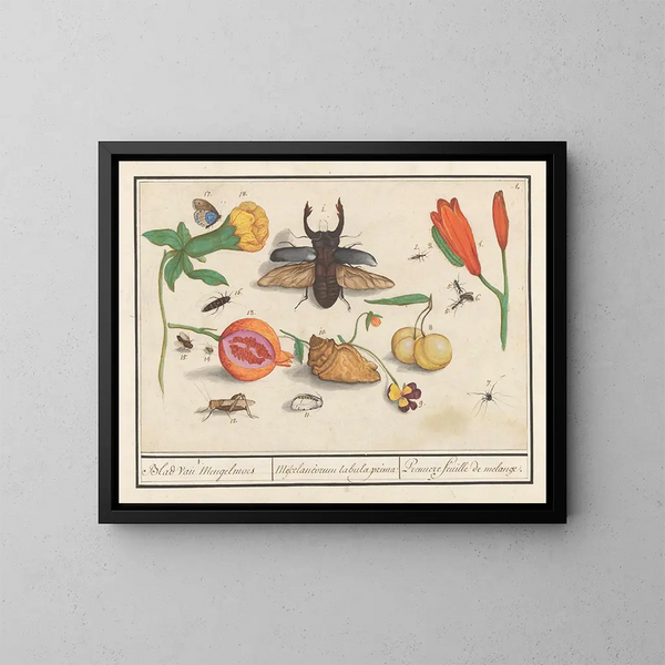 Natural History Set No. 1, First Sheet of Mixtures - Anselmus Botius de Boodt — framed artwork on a wall