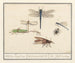 Ensemble de sciences naturelles n° 2 Feuille de mélange - Anselmus Botius de Boodt — artwork view