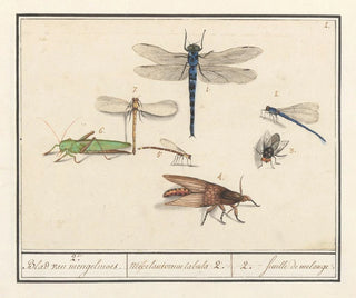 Ensemble de sciences naturelles n° 2 Feuille de mélange - Anselmus Botius de Boodt — artwork view