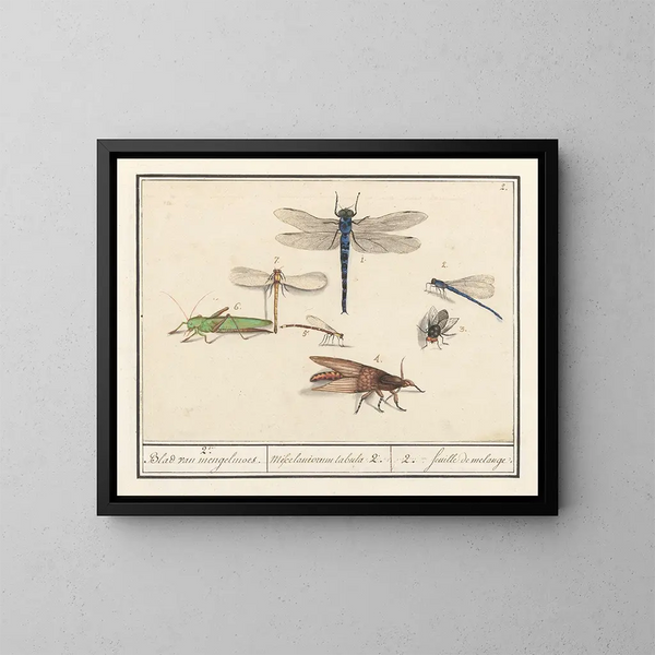 Ensemble de sciences naturelles n° 2 Feuille de mélange - Anselmus Botius de Boodt — framed artwork on a wall