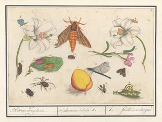 Ensemble of Natural Sciences No. 5 Mixing Sheet - Anselmus Botius de Boodt — artwork view