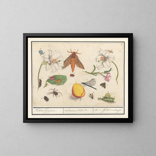 Ensemble of Natural Sciences No. 5 Mixing Sheet - Anselmus Botius de Boodt — framed artwork on a wall