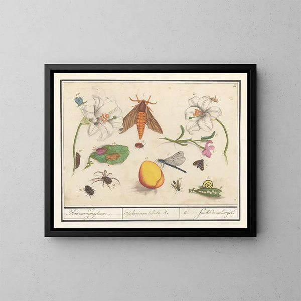 Ensemble of Natural Sciences No. 5 Mixing Sheet - Anselmus Botius de Boodt — framed artwork on a wall