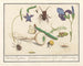 Ensemble de l'histoire naturelle n° 6 Feuille de mélange - Anselmus Botius de Boodt — artwork view