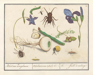 Ensemble de l'histoire naturelle n° 6 Feuille de mélange - Anselmus Botius de Boodt — artwork view