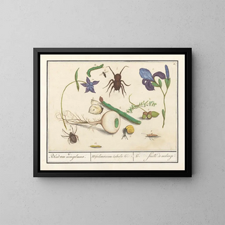 Ensemble de l'histoire naturelle n° 6 Feuille de mélange - Anselmus Botius de Boodt — framed artwork on a wall