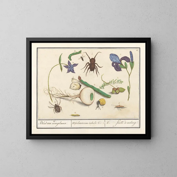 Ensemble de l'histoire naturelle n° 6 Feuille de mélange - Anselmus Botius de Boodt — framed artwork on a wall