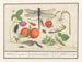 Natural history set No. 7 Mixing sheet - Anselmus Botius de Boodt — artwork view