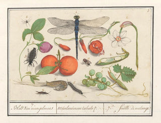 Natural history set No. 7 Mixing sheet - Anselmus Botius de Boodt — artwork view
