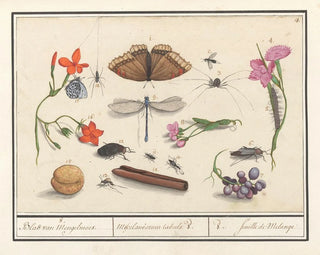 Ensemble de sciences naturelles n° 8 Feuille de mélange - Anselmus Botius de Boodt — artwork view