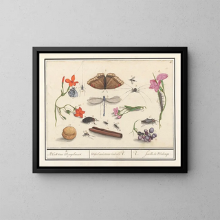 Ensemble de sciences naturelles n° 8 Feuille de mélange - Anselmus Botius de Boodt — framed artwork on a wall