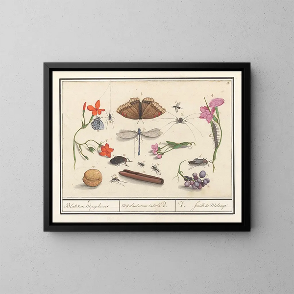 Ensemble de sciences naturelles n° 8 Feuille de mélange - Anselmus Botius de Boodt — framed artwork on a wall