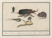 Natural History Set No. 9 Mixing Sheet - Anselmus Botius de Boodt — artwork view