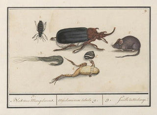 Natural History Set No. 9 Mixing Sheet - Anselmus Botius de Boodt — artwork view
