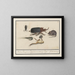 Natural History Set No. 9 Mixing Sheet - Anselmus Botius de Boodt — framed artwork on a wall