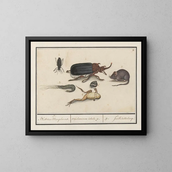 Natural History Set No. 9 Mixing Sheet - Anselmus Botius de Boodt — framed artwork on a wall