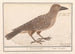 Nutcracker Nucifraga caryocatactes - Anselmus Botius de Boodt — artwork view
