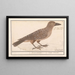 Nutcracker Nucifraga caryocatactes - Anselmus Botius de Boodt — framed artwork on a wall