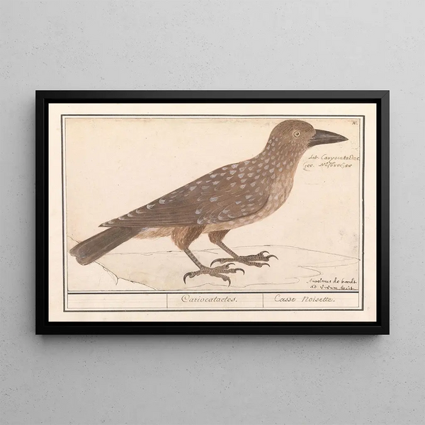 Nutcracker Nucifraga caryocatactes - Anselmus Botius de Boodt — framed artwork on a wall