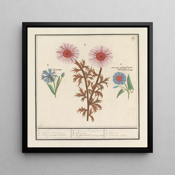 ON8F901 - Anselmus Botius de Boodt — framed artwork on a wall