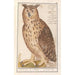 Great Horned Owl Bubo bubo - Anselmus Botius de Boodt — artwork view
