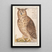 Great Horned Owl Bubo bubo - Anselmus Botius de Boodt — framed artwork on a wall