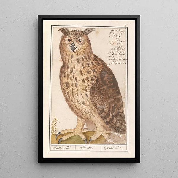 Great Horned Owl Bubo bubo - Anselmus Botius de Boodt — framed artwork on a wall