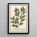 Olivier Olea europaea - Anselmus Botius de Boodt — framed artwork on a wall