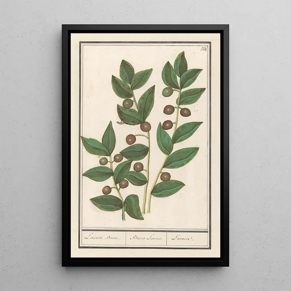 Olivier Olea europaea - Anselmus Botius de Boodt — framed artwork on a wall
