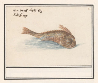 Fish unknown - Anselmus Botius de Boodt — artwork view