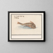 Fish unknown - Anselmus Botius de Boodt — framed artwork on a wall